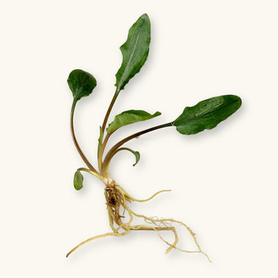 A Cryptocoryne wendtii Green plant with roots exposed for use in blackwater aquariums, photographed against a natural background at Betta Botanicals.