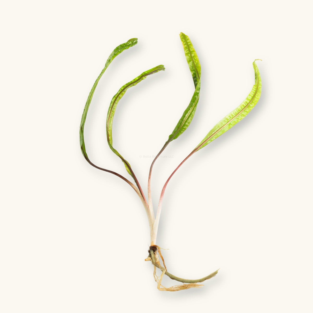 A Cryptocoryne Balansae plant prepared for use in blackwater aquariums, photographed against a natural background at Betta Botanicals.