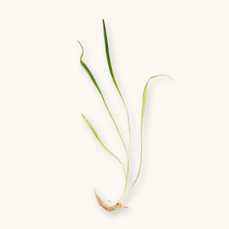 Cryptocoryne Spiralis