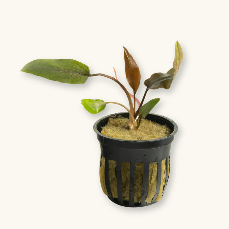 A Cryptocoryne Undulata plant potted for use in biotope aquariums, photographed against a natural background at Betta Botanicals