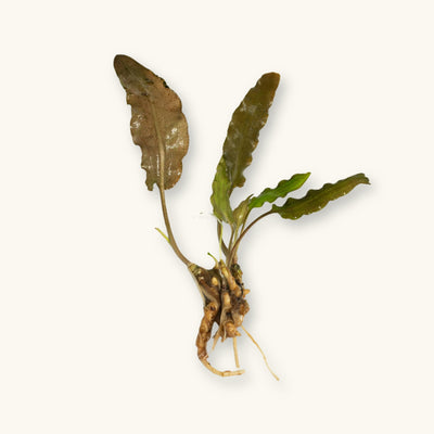 A Cryptocoryne Wendtii Brown plant with roots exposed for use in blackwater biotope aquariums, photographed against a natural background at Betta Botanicals.
