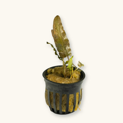 A Cryptocoryne wendtii brown plant potted for use in blackwater aquariums, photographed against a natural background at Betta Botanicals.