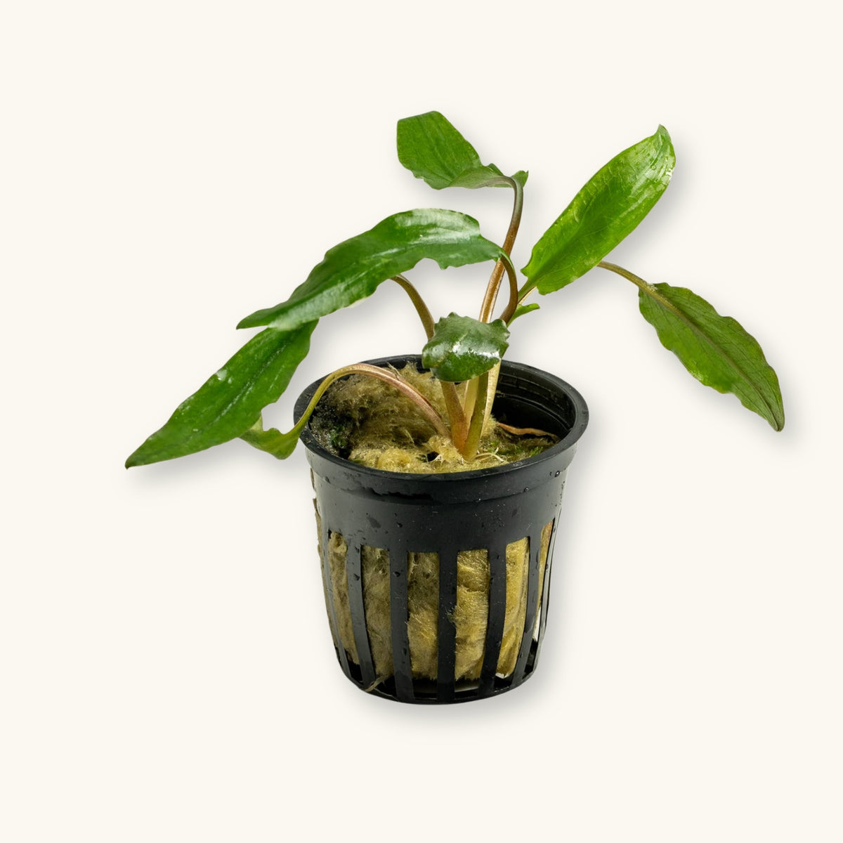 Cryptocoryne Wendtii Green potted for use in blackwater aquariums, photographed against a natural background at Betta Botanicals.