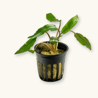 Cryptocoryne Wendtii Green potted for use in blackwater aquariums, photographed against a natural background at Betta Botanicals.