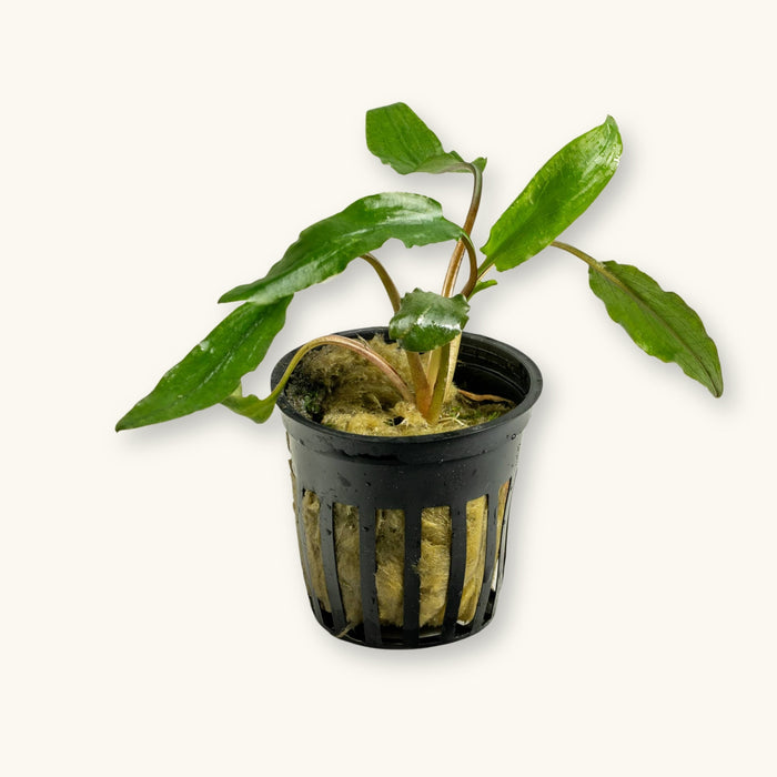 Cryptocoryne Wendtii Green potted for use in blackwater aquariums, photographed against a natural background at Betta Botanicals.