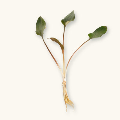 A Cryptocoryne Wendtii Red plant with roots exposed for use in blackwater biotope aquariums, photographed against a natural background at Betta Botanicals.