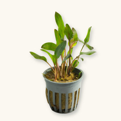 A Cryptocoryne Wendtii Red plant potted for use in blackwater aquariums, photographed against a natural background at Betta Botanicals.