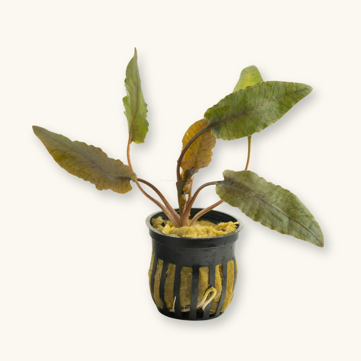 A Cryptocoryne Wendtii Tropica plant potted for use in biotope aquariums, photographed against a natural background at Betta Botanicals.