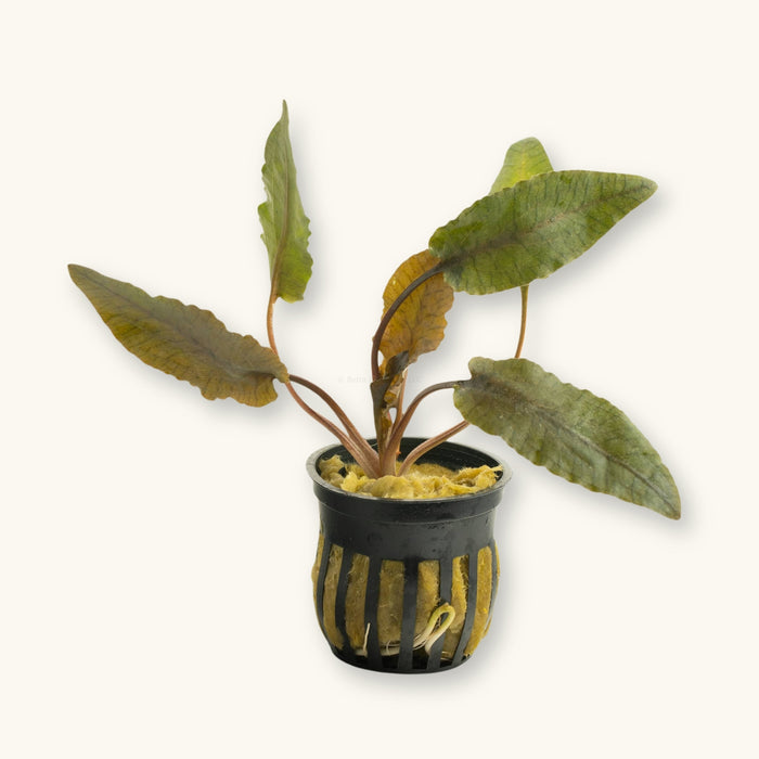 A Cryptocoryne Wendtii Tropica plant potted for use in biotope aquariums, photographed against a natural background at Betta Botanicals.