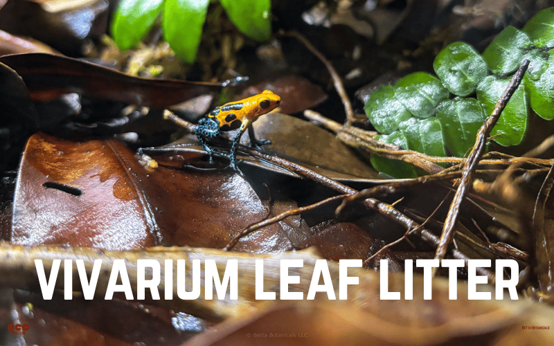 A vivarium setup featuring leaf litter, a big seed pod, and plants, ideal for replicating natural habitats for dart frogs and bioactive enclosures at Betta Botanicals.