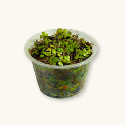 Duckweed | Lemna minor or Spirodela polyrhiza