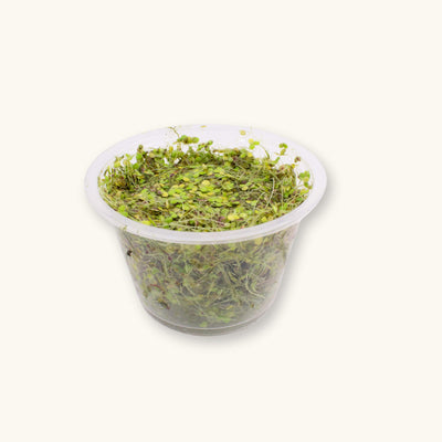 A cup portion of duckweed (lemna minor) for betta fish tanks, photographed on a natural background at Betta Botanicals.