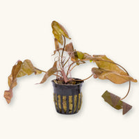 A Dwarf Aquarium Lily potted for use in blackwater aquariums, photographed against a natural background at Betta Botanicals.