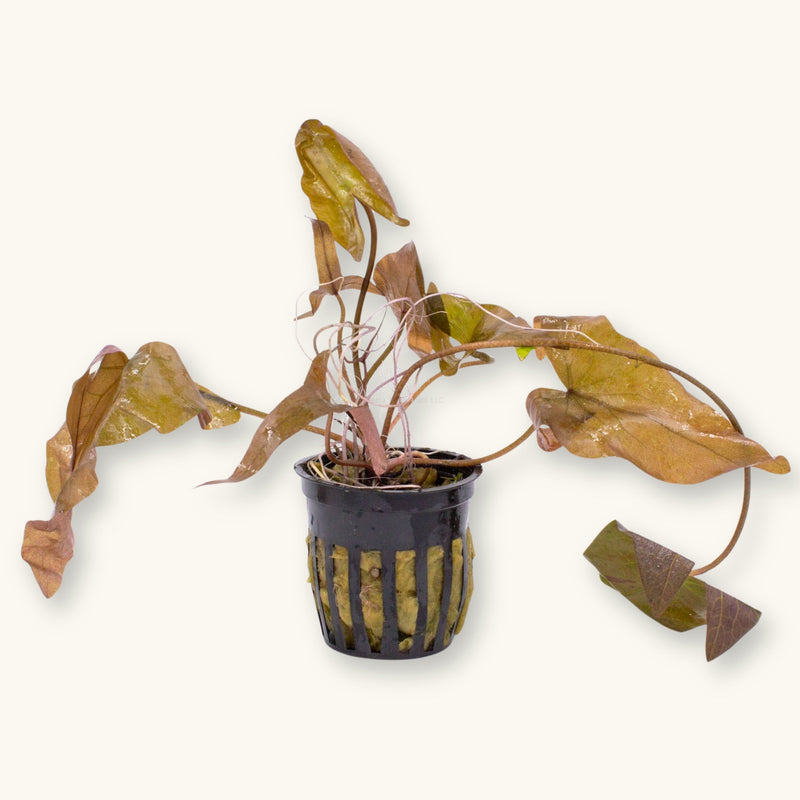A Dwarf Aquarium Lily potted for use in blackwater aquariums, photographed against a natural background at Betta Botanicals.
