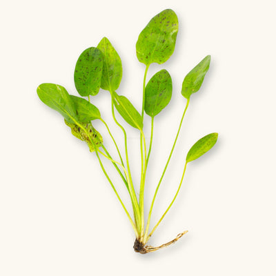 An Echinodorus Green Ozelot plant prepared for blackwater aquariums, photographed against a natural background at Betta Botanicals.