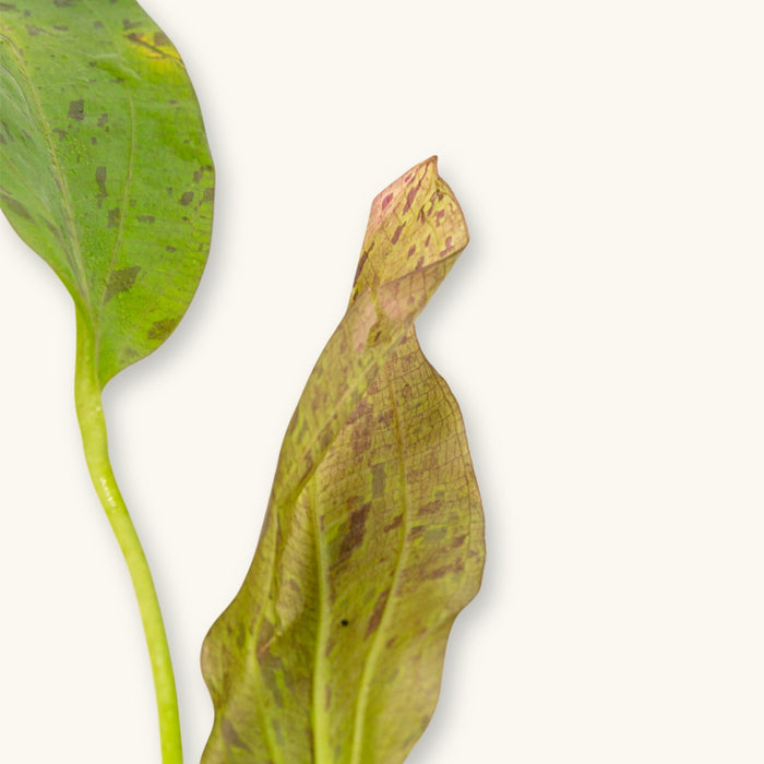 An Echinodorus Ozelot Red aquarium plant with speckled red and green leaves, photographed against a natural background at Betta Botanicals for blackwater aquarium use.