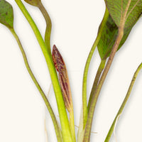 An Echinodorus Red Flame sword plant with broad green and red-speckled leaves, photographed against a natural background for blackwater aquarium use at Betta Botanicals.