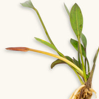 An Echinodorus ‘Red Melon’ with reddish-green leaves and emerging bud, photographed on a natural background for blackwater aquarium use at Betta Botanicals.