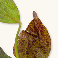 An Echinodorus Sword plant showing red variegation on its leaves, photographed on a white background for low-tech blackwater aquariums at Betta Botanicals.