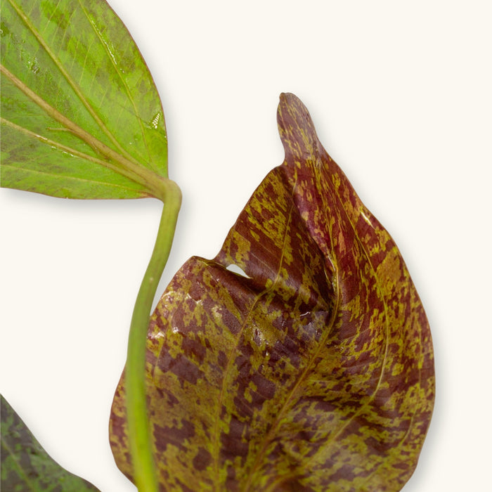 An Echinodorus Sword plant showing red variegation on its leaves, photographed on a white background for low-tech blackwater aquariums at Betta Botanicals.