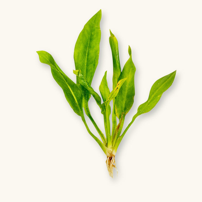 An Echinodorus amazonicus Amazon Sword Plant prepared for use in blackwater planted aquariums, photographed against a natural background at Betta Botanicals.