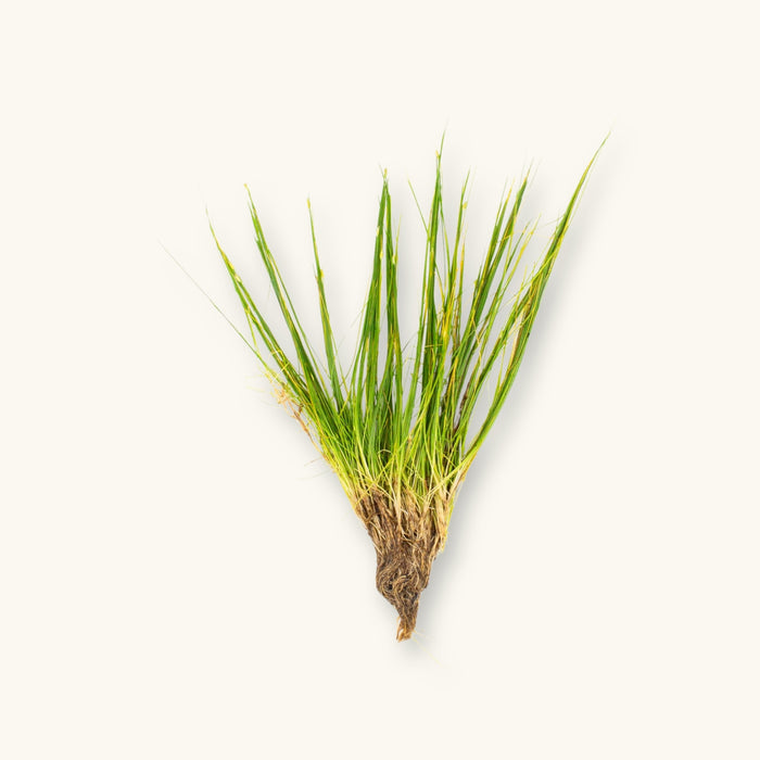 An Eleocharis vivipara plant with roots exposed for use in blackwater aquariums, photographed against a natural background at Betta Botanicals.