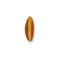 Euphorbia antiquorum Linn seed pod showing natural smooth texture and warm amber coloration, photographed on a white background for blackwater aquarium use at Betta Botanicals.