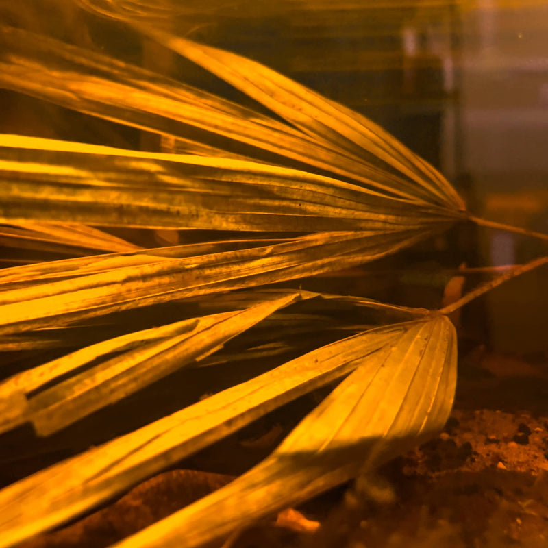 A brown rhapis excelsa palm frond in brown tinted water of a botanical blackwater aquarium at Betta Botanicals.