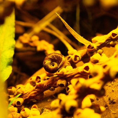 Fishtail Palm Stems with aquarium snails crawling over them at Betta Botanicals.