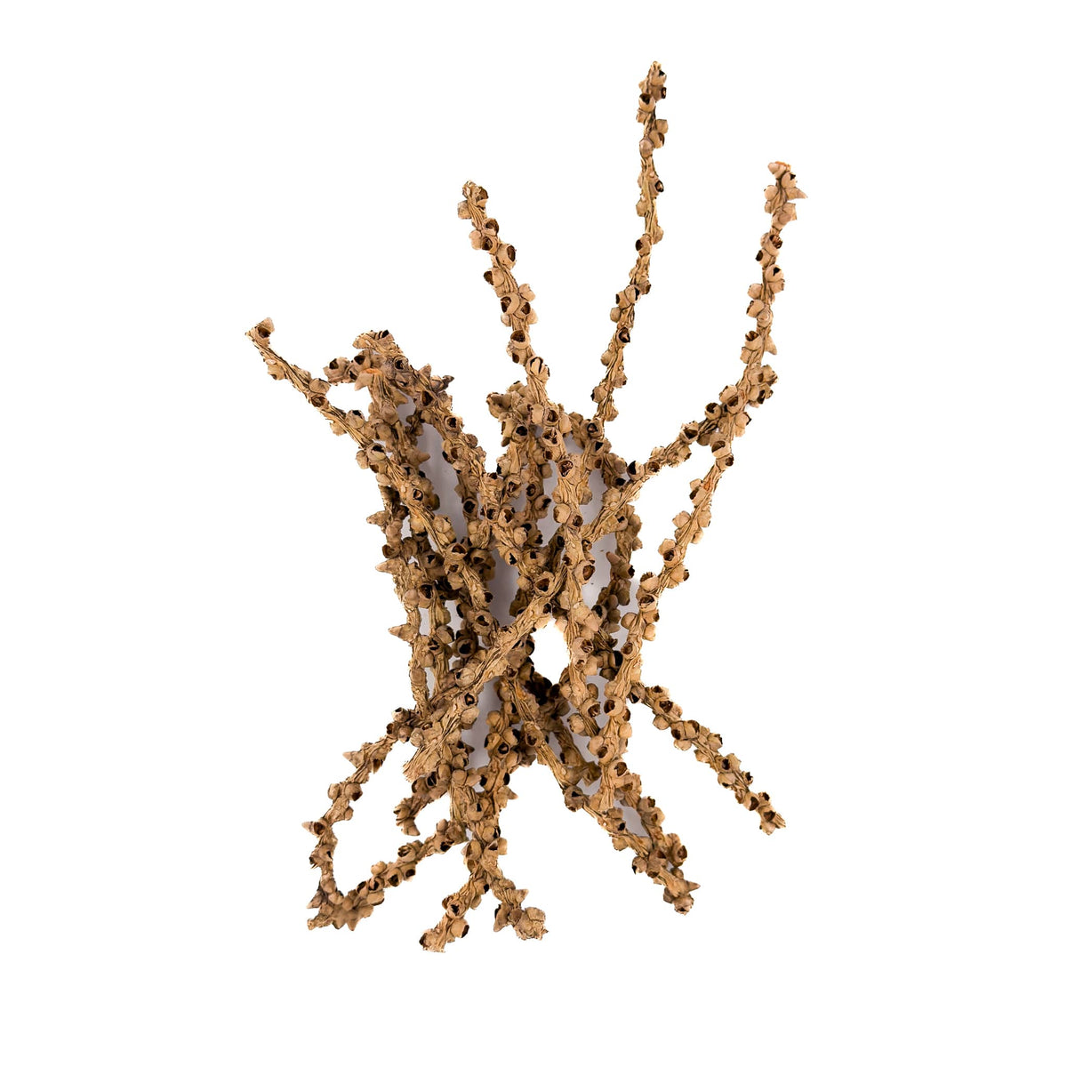 A pile of brown and tan fishtail palm stems with rough outer texture against a  white background for blackwater aquariums at Betta Botanicals.