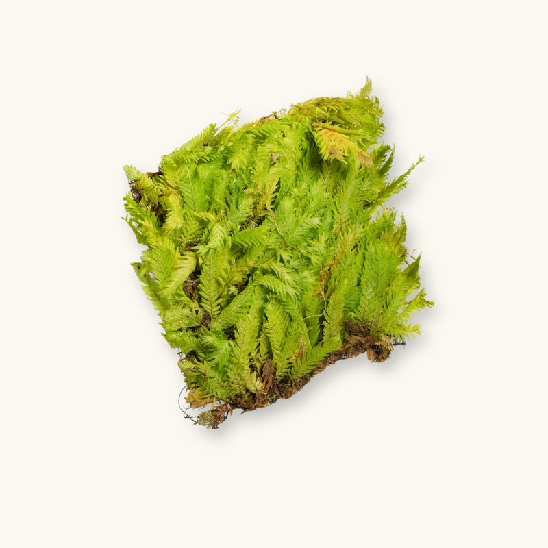 Fissidens moss prepared for use in low-tech shrimp aquariums, photographed against a natural background at Betta Botanicals.