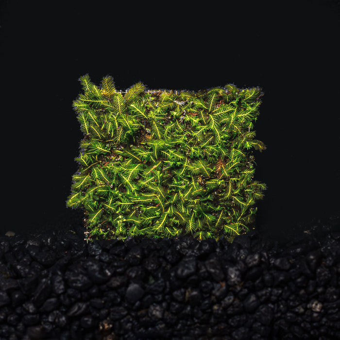 Green feathered moss on a silver wire mesh in an aquarium with dark substrate for blackwater, biotope and botanical method aquariums at Betta Botanicals.