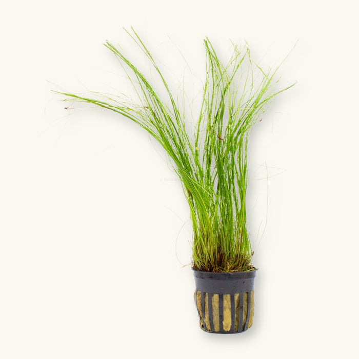 A Giant Hairgrass plant potted for use in blackwater aquariums, photographed against a white background at Betta Botanicals.