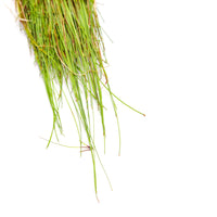 Close up photo of Eleocharis Vivipara leaf tips for use in blackwater botanical method aquariums at Betta Botanicals.