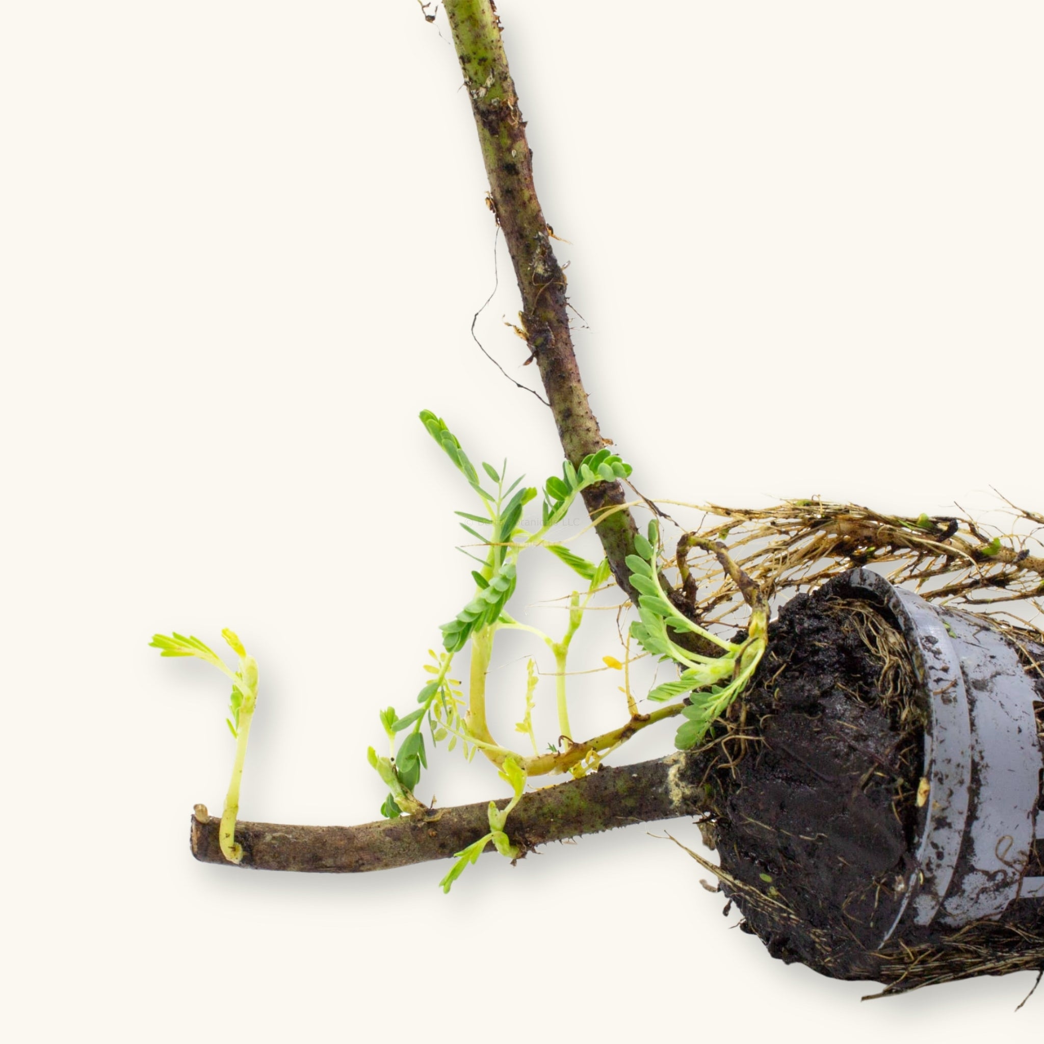 A Giant Water Sensitive Plant prepared for use in ponds and aquariums, displayed with roots and soil in a grow pot, photographed against a natural background at Betta Botanicals.
