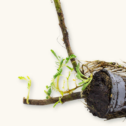 A Giant Water Sensitive Plant prepared for use in ponds and aquariums, displayed with roots and soil in a grow pot, photographed against a natural background at Betta Botanicals.