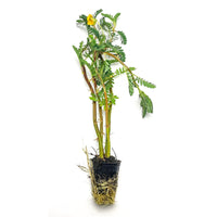 A giant water sensitive plant with small green leaves a delicate yellow flowers for ponds at Betta Botanicals.
