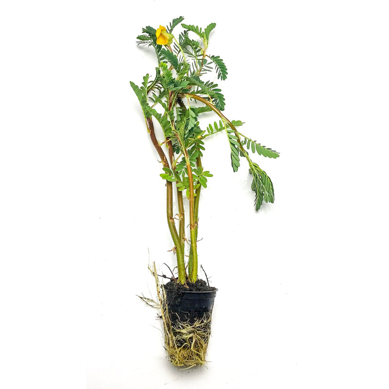 A giant water sensitive plant with small green leaves a delicate yellow flowers for ponds at Betta Botanicals.