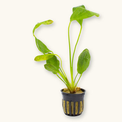 A Green Ozelot Sword plant potted for use in blackwater aquariums, photographed against a natural background at Betta Botanicals.