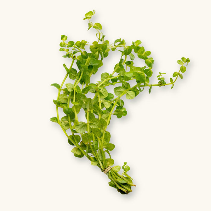 A Green Rotala (Rotala rotundifolia) stem bundle prepared for use in blackwater planted aquariums, photographed against a natural background at Betta Botanicals.