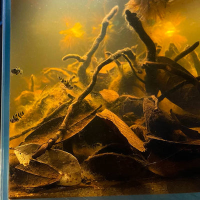 Guava leaf litter in a botanical aquarium with bumblee bee gobies at Betta Botanicals.