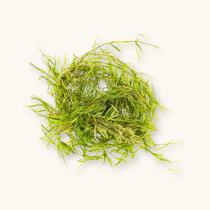 Guppy Grass with fine green stems and leaves, photographed on a natural background for blackwater aquarium use at Betta Botanicals.