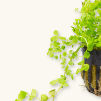 A Hemianthus glomeratus plant potted for use in blackwater aquariums, photographed against a natural background at Betta Botanicals.