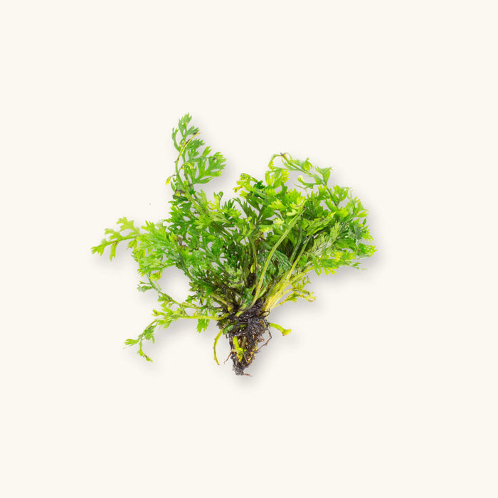 A bare root portion of bolbitis mini with finely textured green leaves for blackwater aquariums, photographed on a natural background at Betta Botanicals.