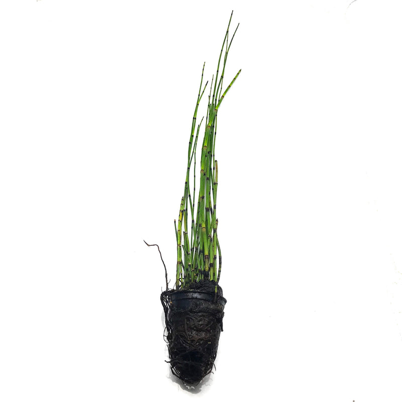 A horsetail rush aquatic pond plant with tall green and brown shoots in a black grow pot for ponds and shallow aquariums at Betta Botanicals.