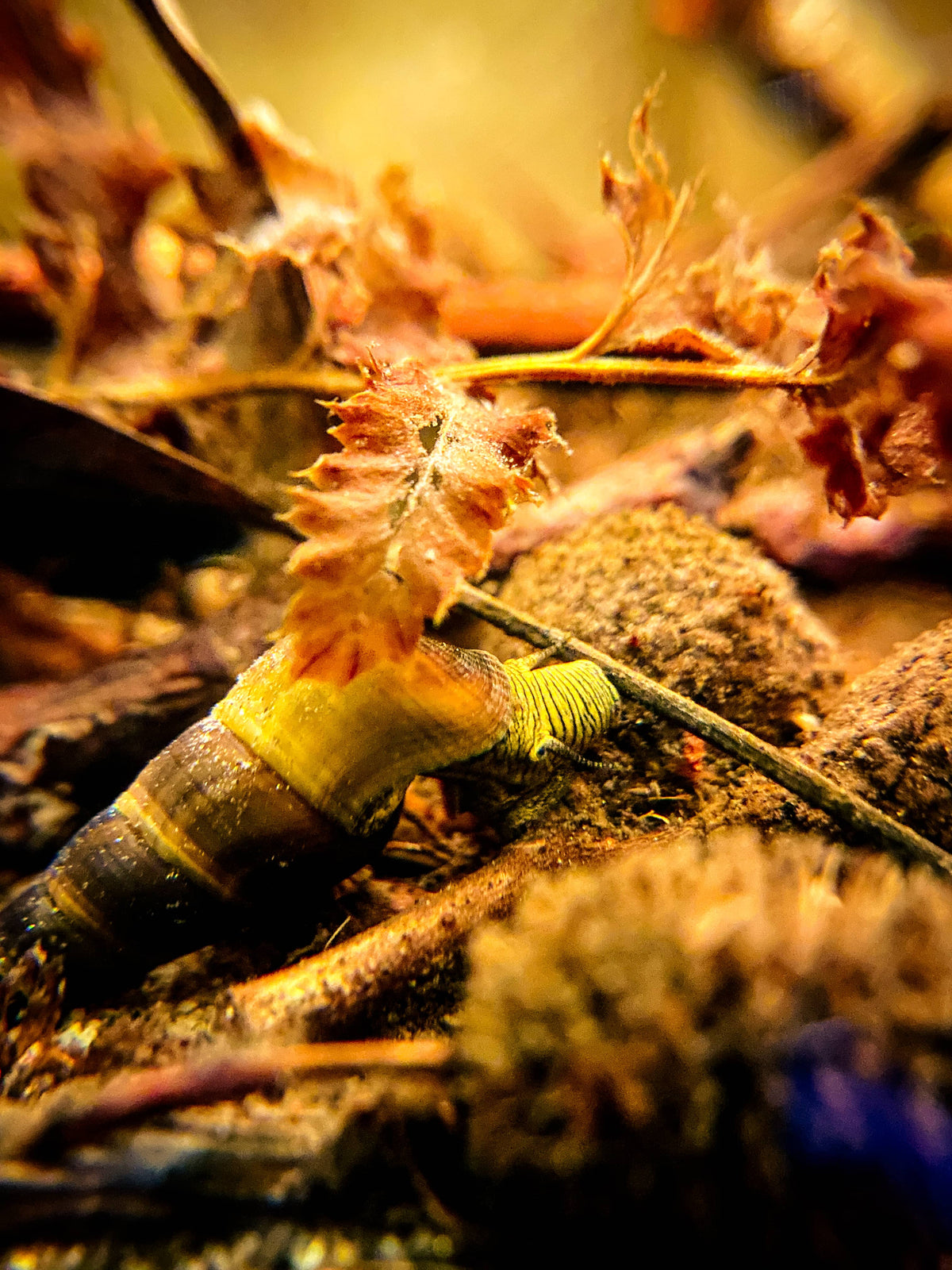 A rabbit snail eating biofilms on aquarium botanicals (alder cones) inside a botanical method aquarium by Betta Botanicals, for blackwater aquariums, and aquarium biotopes.