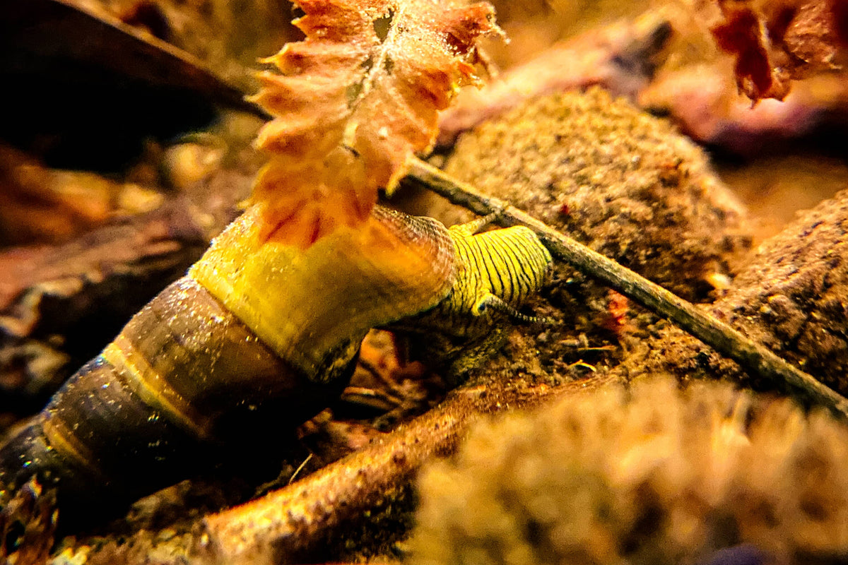 A rabbit snail eating biofilms on aquarium botanicals (alder cones) inside a botanical method aquarium by Betta Botanicals, for blackwater aquariums, and aquarium biotopes.