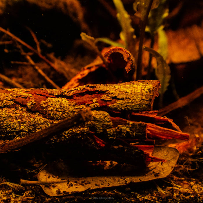 Ichnocarpus frutescens bark in a blackwater biotope aquarium with a detritus rich substrate at Betta Botanicals.