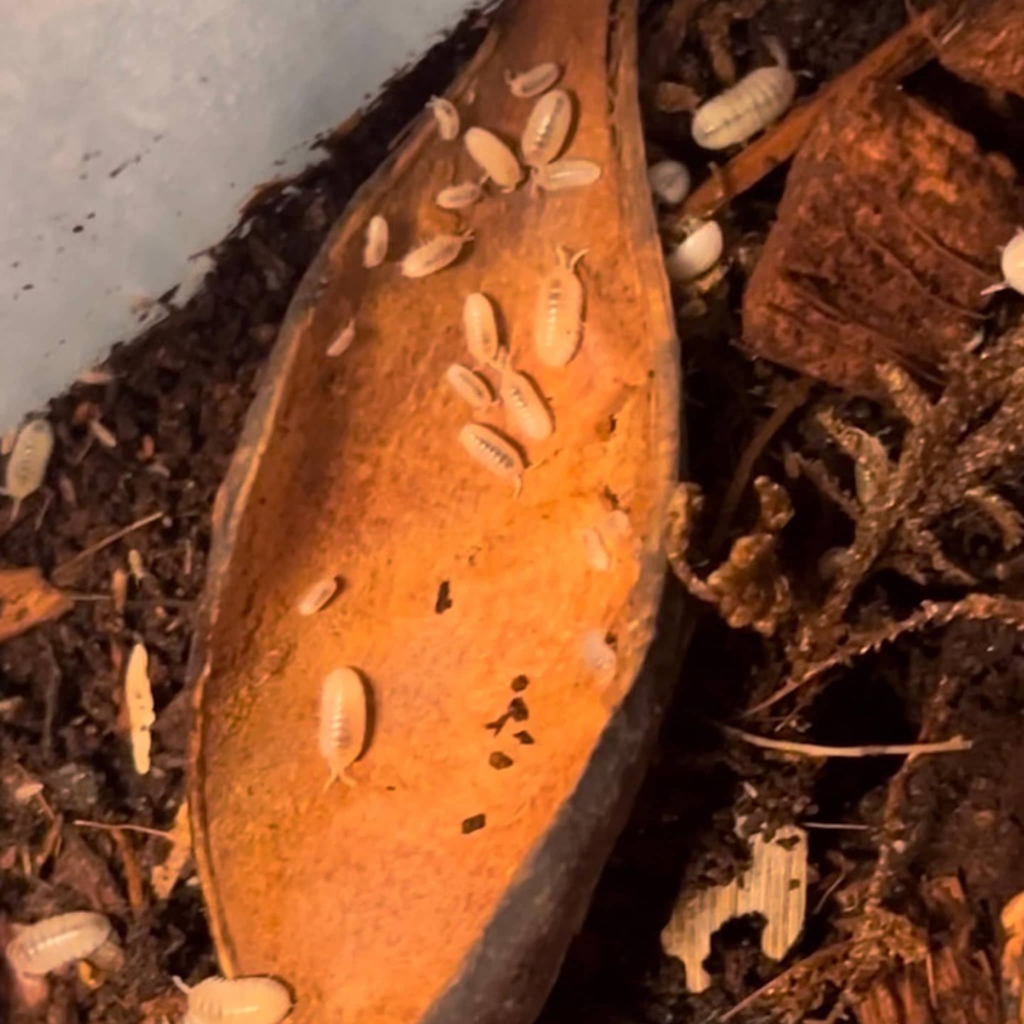 A brown curled sappan pod sits in a tub of isopods in a bioactive vivarium at Betta Botanicals.