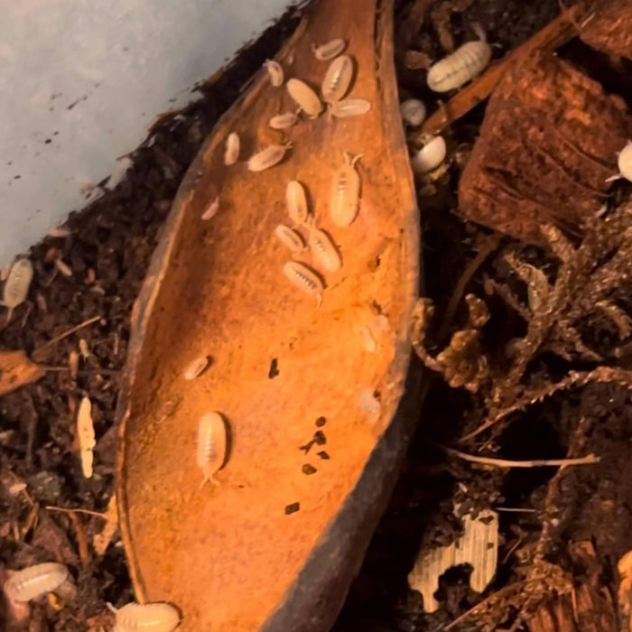 A brown curled sappan pod sits in a tub of isopods in a bioactive vivarium at Betta Botanicals.